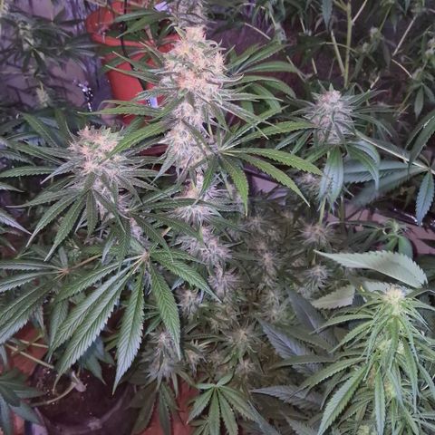 🍍Anna  #1 amnesia lemon  growlog timeline photo