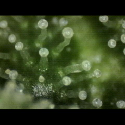 Mimosa evo Photo ♥️ Barney's Farm  growlog photo: Neues mikroskop 

