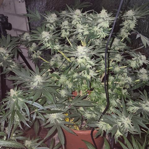 Mimosa evo Photo ♥️ Barney's Farm  growlog timeline photo