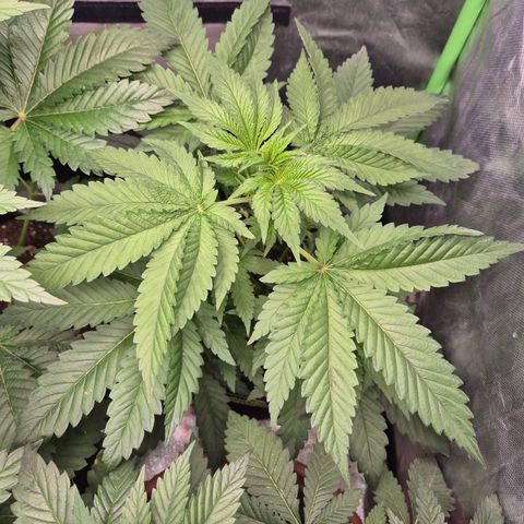 Black Domina 💃 growlog timeline photo