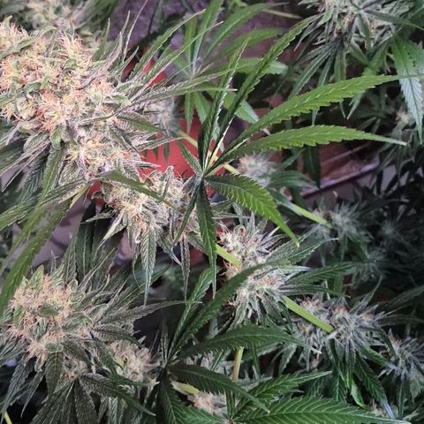 🍍Anna  #1 amnesia lemon  growlog timeline photo