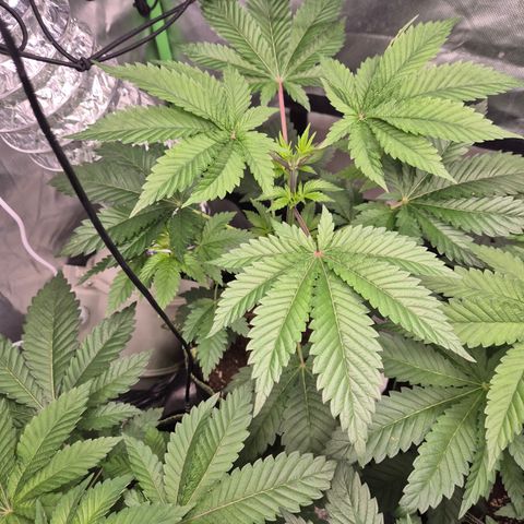 Moby Dick 1 growlog timeline photo