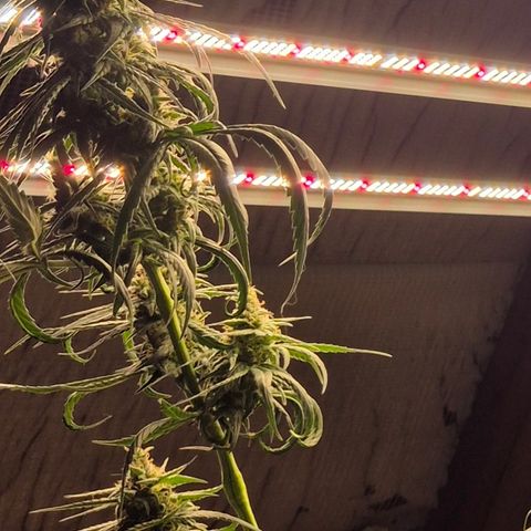🌅Sherbi photo, blue sunset sherbert, Barneys farm  growlog photo: Master of monster altaaaa🤣🤣