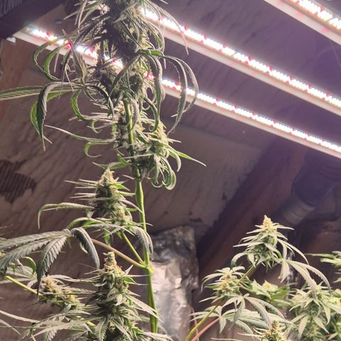🌅Sherbi photo, blue sunset sherbert, Barneys farm  growlog photo: Master of monster altaaaa🤣🤣
