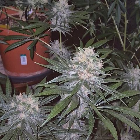 🍍Anna  #1 amnesia lemon  growlog timeline photo
