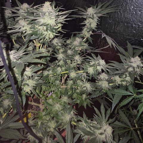 Mimosa evo Photo ♥️ Barney's Farm  growlog timeline photo