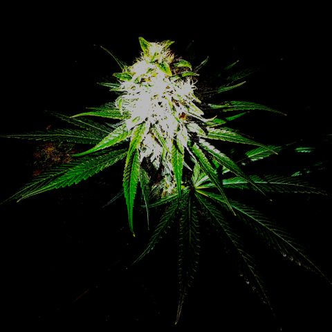 🍍Anna  #1 amnesia lemon  growlog timeline photo