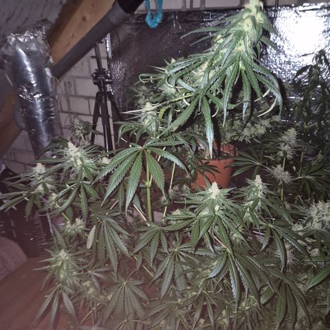 🌅Sherbi photo, blue sunset sherbert, Barneys farm  growlog timeline photo