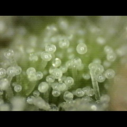 Mimosa evo Photo ♥️ Barney's Farm  growlog photo: Neues mikroskop 😇 
👌🤩🤩