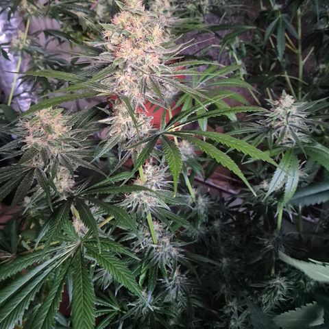 🍍Anna  #1 amnesia lemon  growlog timeline photo