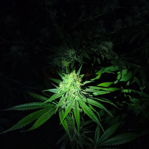 🍍Anna  #1 amnesia lemon  growlog timeline photo