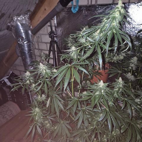 🌅Sherbi photo, blue sunset sherbert, Barneys farm  growlog timeline photo