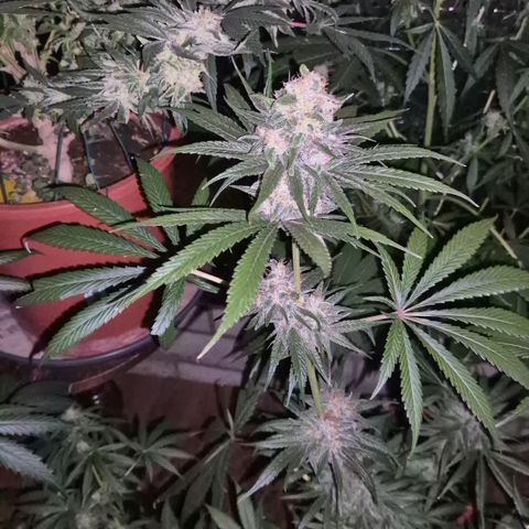 🍍Anna  #1 amnesia lemon  growlog timeline photo