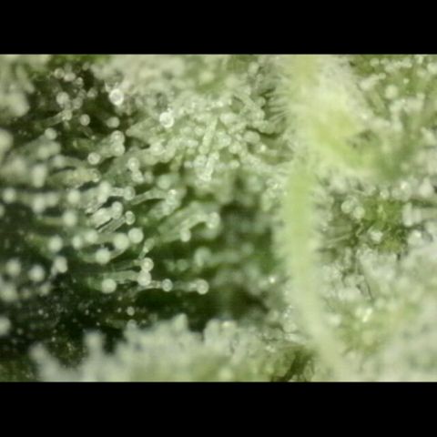 Mimosa evo Photo ♥️ Barney's Farm  growlog photo: Neues mikroskop 

