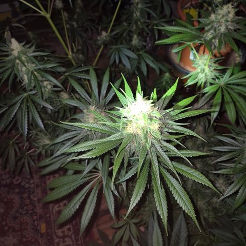 🍍Anna  #1 amnesia lemon  growlog timeline photo