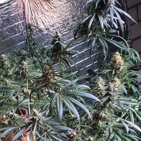 🌅Sherbi photo, blue sunset sherbert, Barneys farm  growlog photo: Master of monster altaaaa🤣🤣