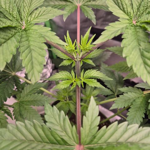 Moby Dick 1 growlog timeline photo