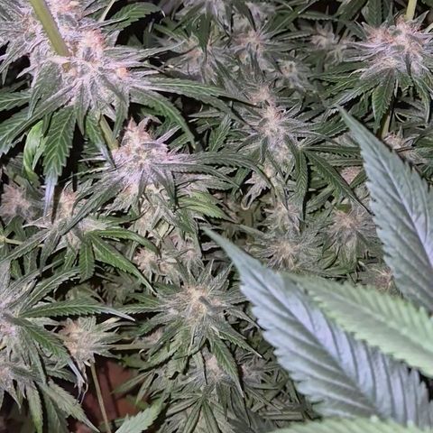 🍍Anna  #1 amnesia lemon  growlog timeline photo