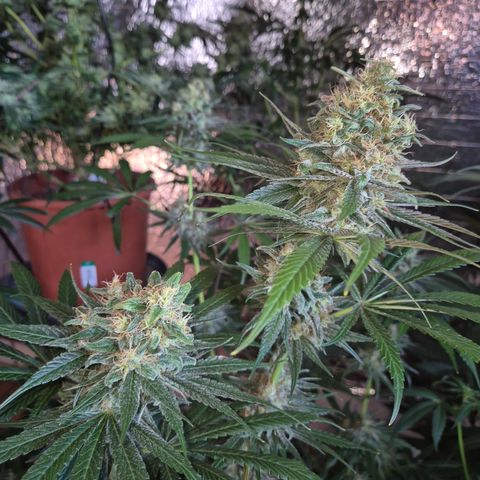 🍍Anna  #1 amnesia lemon  growlog timeline photo