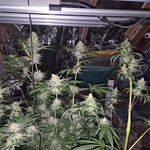 🍍Anna  #1 amnesia lemon  growlog timeline photo
