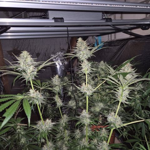 🍍Anna  #1 amnesia lemon  growlog timeline photo