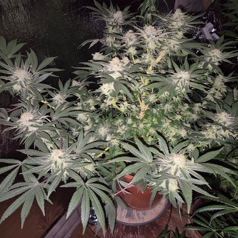 Mimosa evo Photo ♥️ Barney's Farm  growlog timeline photo