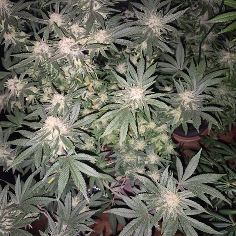 Mimosa evo Photo ♥️ Barney's Farm  growlog timeline photo