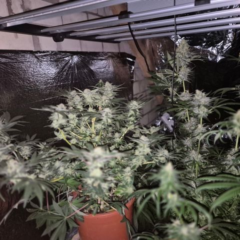 Mimosa evo Photo ♥️ Barney's Farm  growlog timeline photo