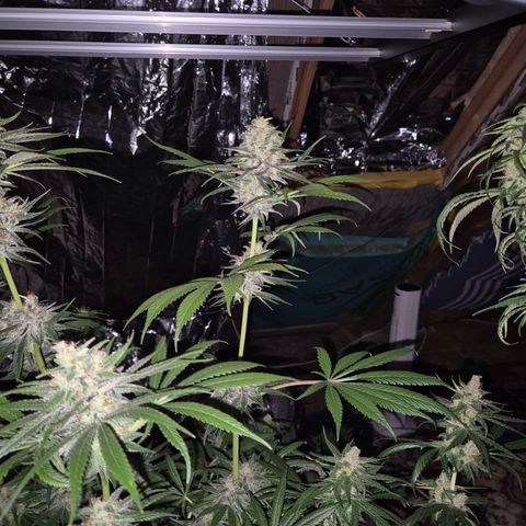 🍍Anna  #1 amnesia lemon  growlog timeline photo