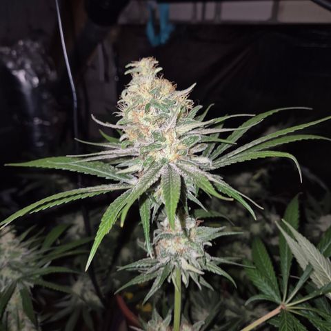 🍍Anna  #1 amnesia lemon  growlog timeline photo