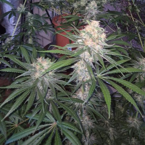 🍍Anna  #1 amnesia lemon  growlog timeline photo
