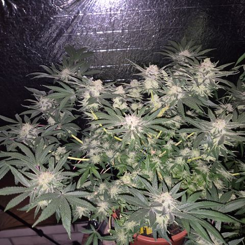 Mimosa evo Photo ♥️ Barney's Farm  growlog timeline photo
