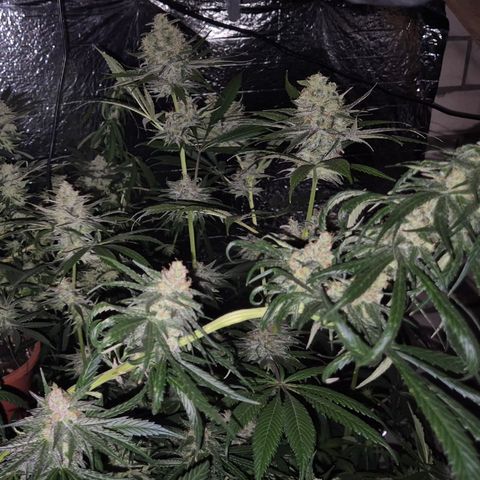 🌅Sherbi photo, blue sunset sherbert, Barneys farm  growlog timeline photo