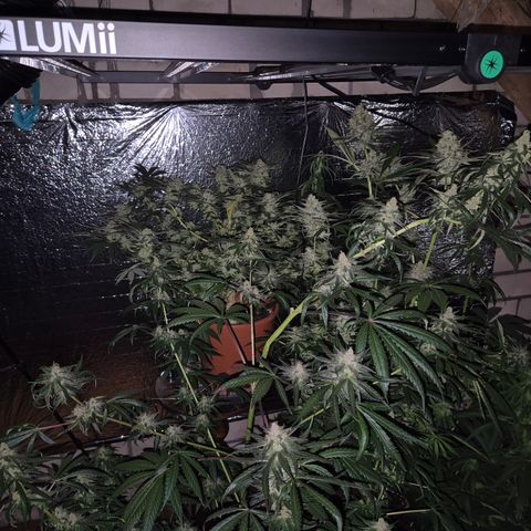 🌅Sherbi photo, blue sunset sherbert, Barneys farm  growlog timeline photo