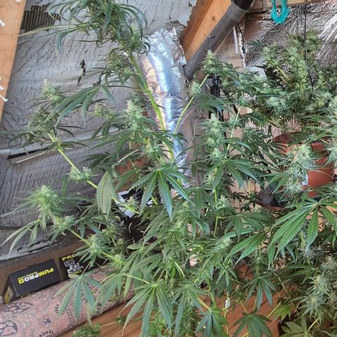🌅Sherbi photo, blue sunset sherbert, Barneys farm  growlog timeline photo