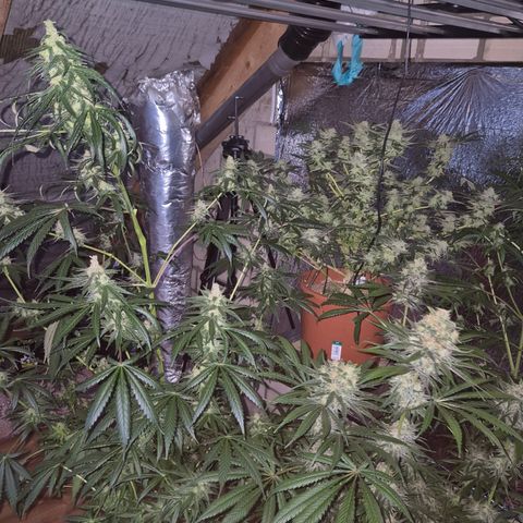 🌅Sherbi photo, blue sunset sherbert, Barneys farm  growlog timeline photo