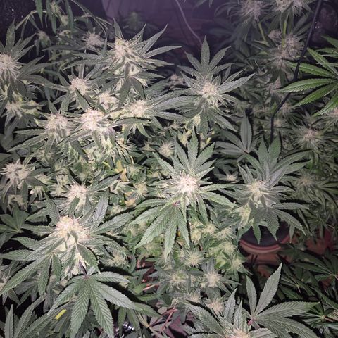 Mimosa evo Photo ♥️ Barney's Farm  growlog timeline photo