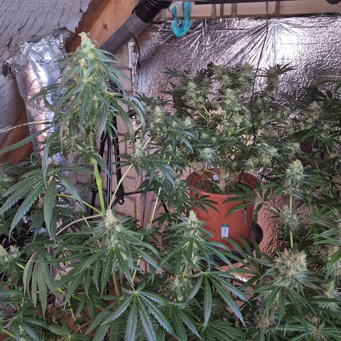 🌅Sherbi photo, blue sunset sherbert, Barneys farm  growlog timeline photo
