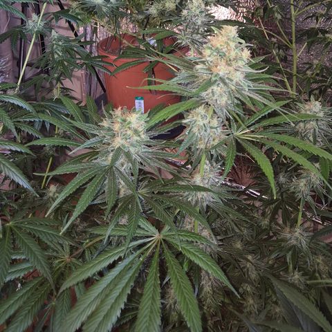 🍍Anna  #1 amnesia lemon  growlog timeline photo