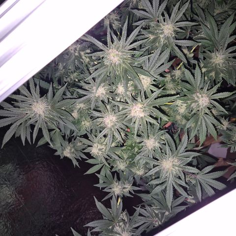 Mimosa evo Photo ♥️ Barney's Farm  growlog timeline photo