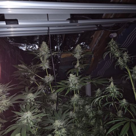 🍍Anna  #1 amnesia lemon  growlog timeline photo
