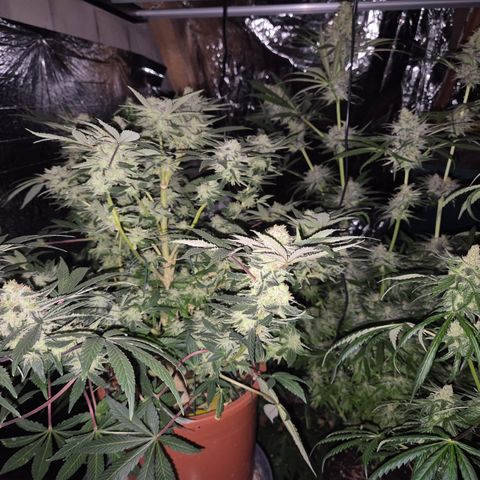 Mimosa evo Photo ♥️ Barney's Farm  growlog timeline photo