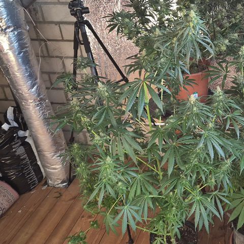 🌅Sherbi photo, blue sunset sherbert, Barneys farm  growlog timeline photo