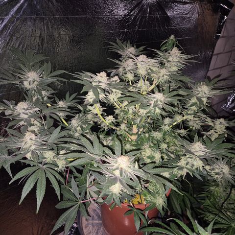 Mimosa evo Photo ♥️ Barney's Farm  growlog timeline photo