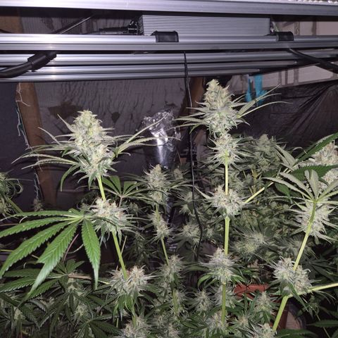 🍍Anna  #1 amnesia lemon  growlog timeline photo