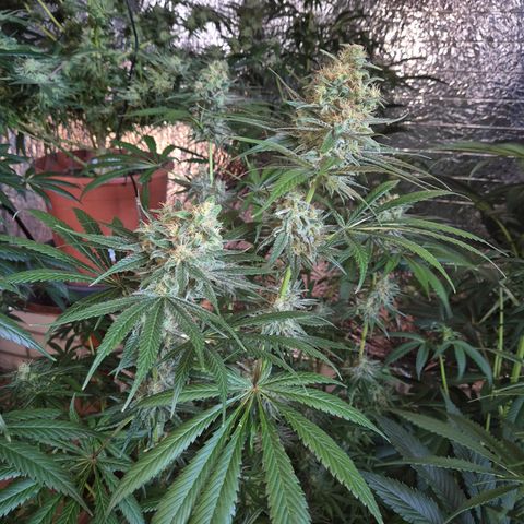 🍍Anna  #1 amnesia lemon  growlog timeline photo