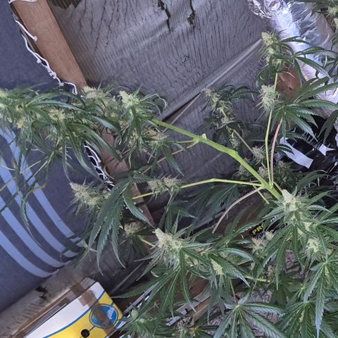 🌅Sherbi photo, blue sunset sherbert, Barneys farm  growlog timeline photo