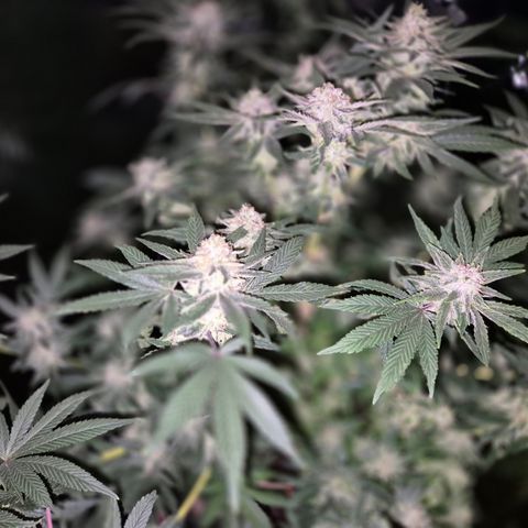 Mimosa evo Photo ♥️ Barney's Farm  growlog timeline photo