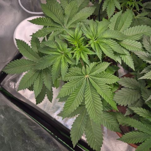 Moby 🍆  growlog timeline photo