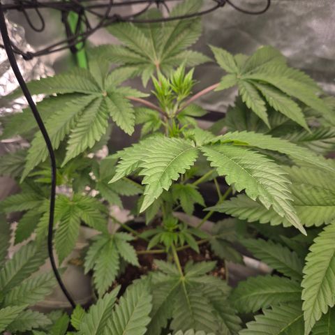 Moby Dick 1 growlog timeline photo